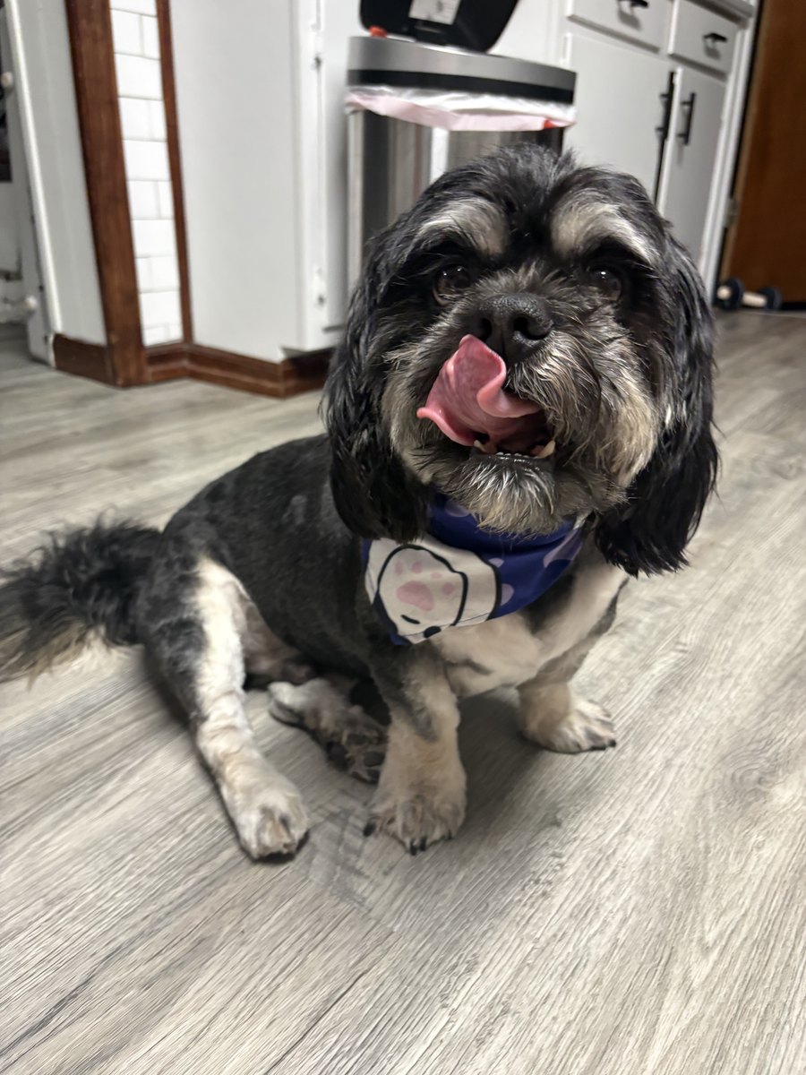 Chester, the salon dog at Mane Escape Studio